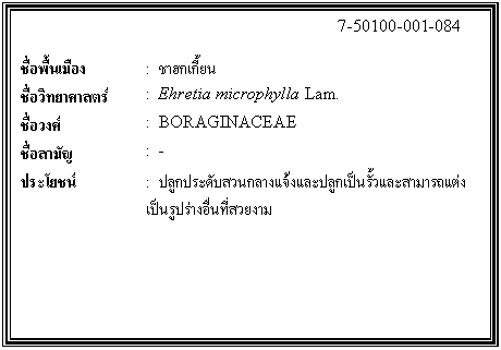 กล่องข้อความ: 7-50100-001-084 ชื่อพื้นเมือง : ชาฮกเกี้ยน ชื่อวิทยาศาสตร์ : Ehretia microphylla Lam. ชื่อวงศ์ : BORAGINACEAE ชื่อสามัญ : - ประโยชน์ : ปลูกประดับสวนกลางแจ้งและปลูกเป็นรั้วและสามารถแต่งเป็นรูปร่างอื่นที่สวยงาม